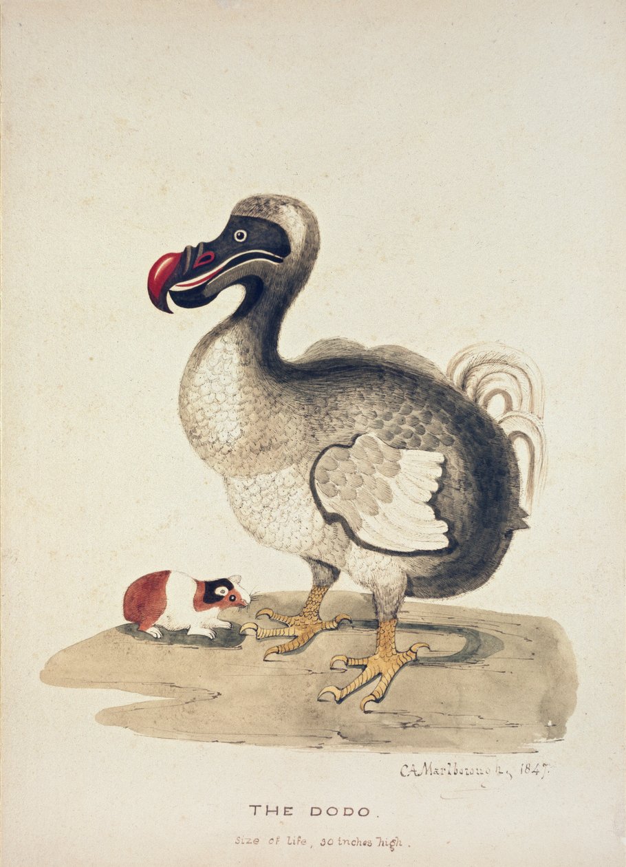 Study of a Dodo and a Guinea-pig by Charlotte Augusta Spencer Churchill