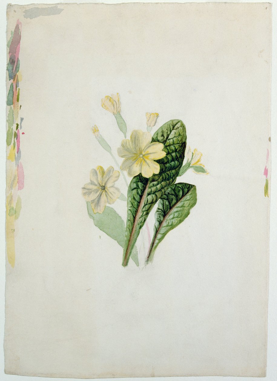 Study of a primrose by Charlotte Bronte: Fine art print