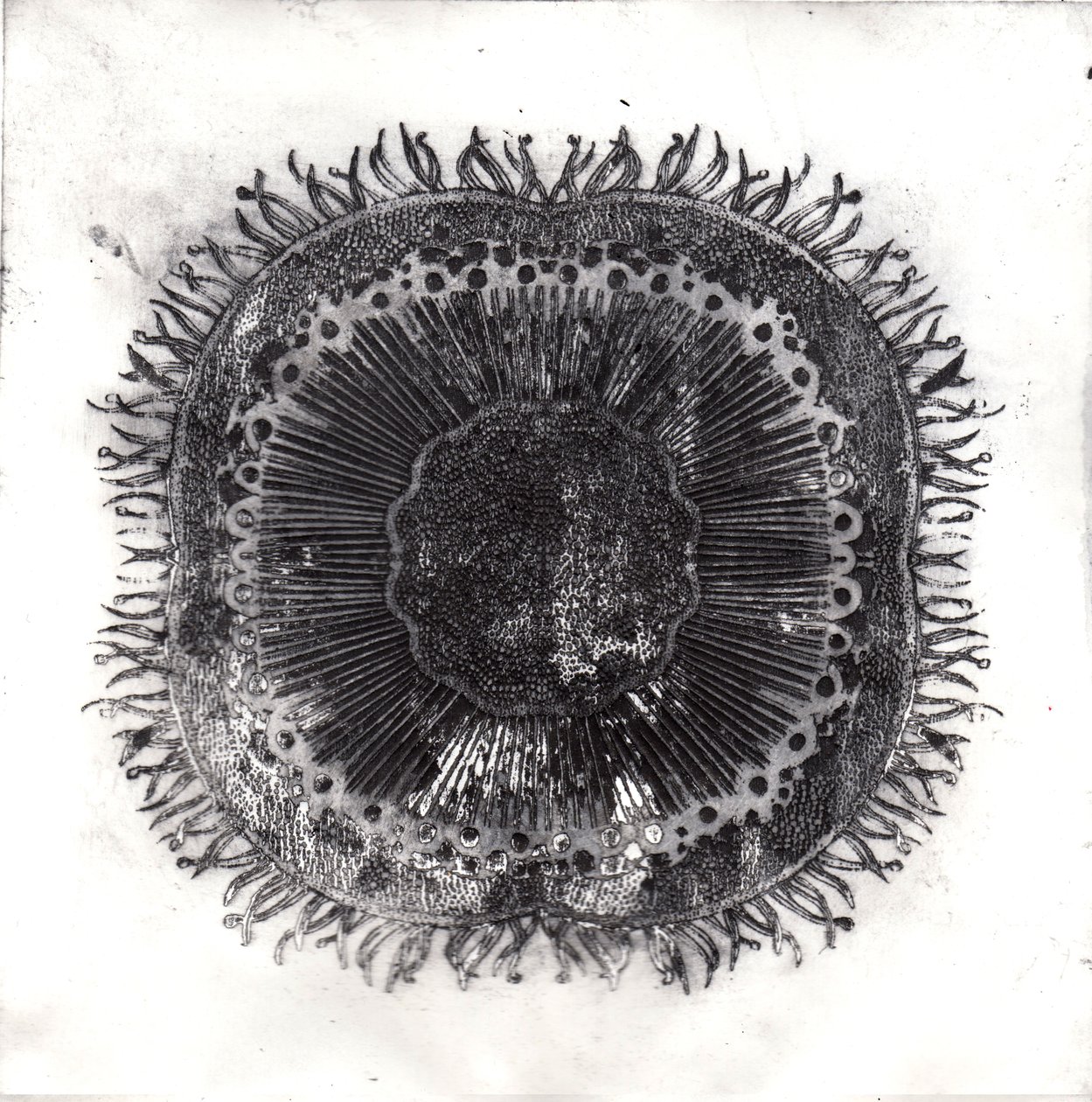 Plant Cells by Charlotte Orr