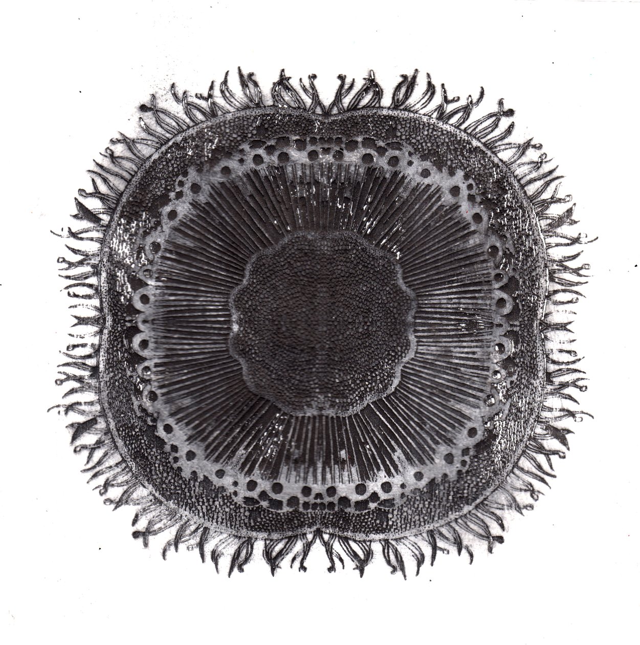 Plant Cells by Charlotte Orr