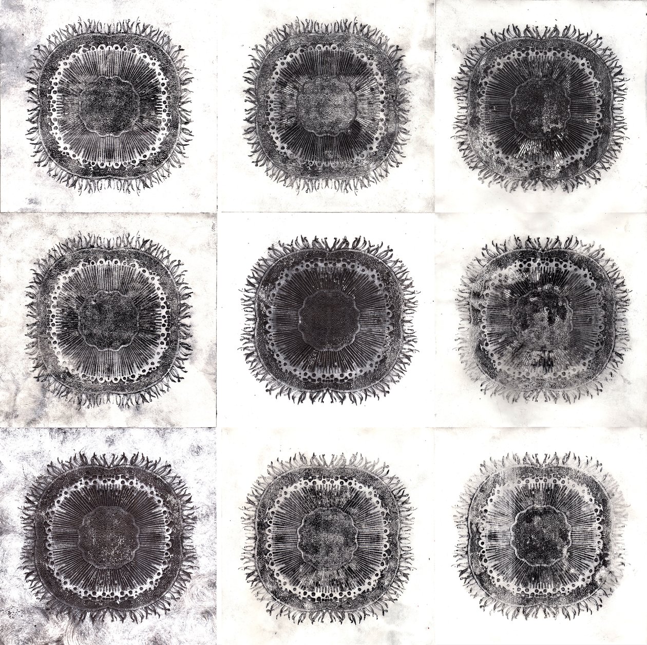 Plant Cells, 2019 by Charlotte Orr