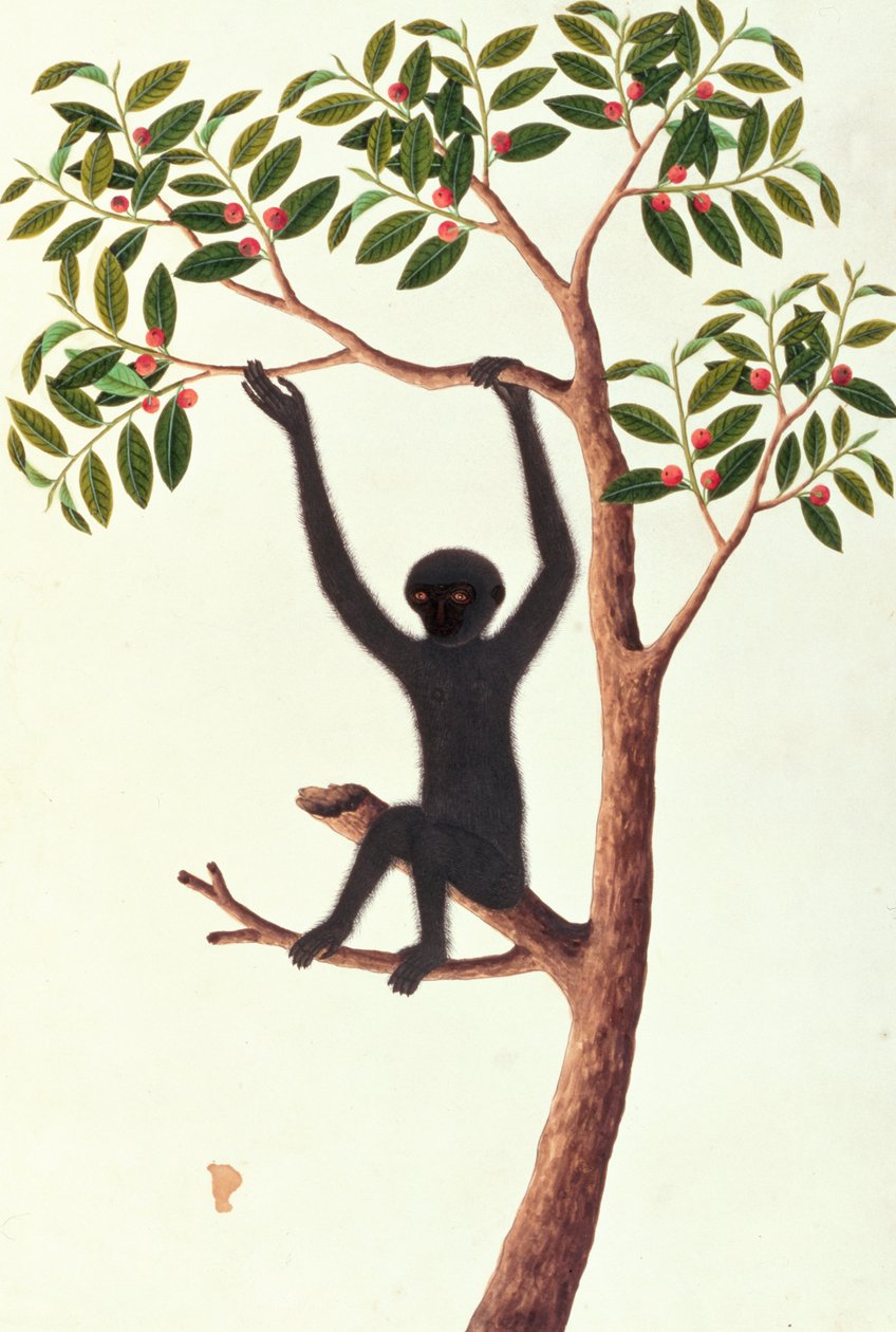 Black Long Armed Ape, Ongka Pitam, from Drawings of Animals, Insects and Reptiles from Malacca, c.1805-18 by Chinese School