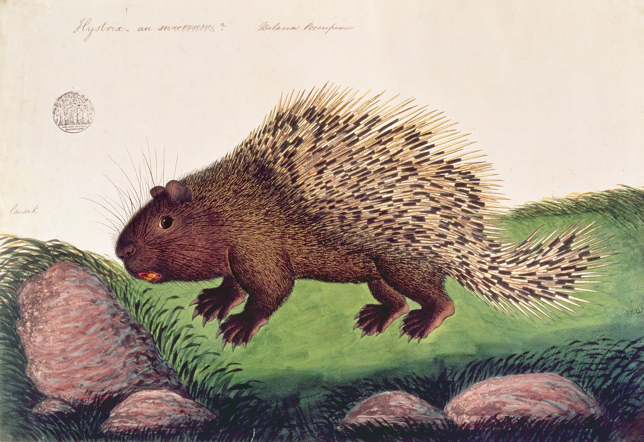 Dammai Batoo, from Drawings of Animals, Insects and Reptiles from Malacca by Chinese School
