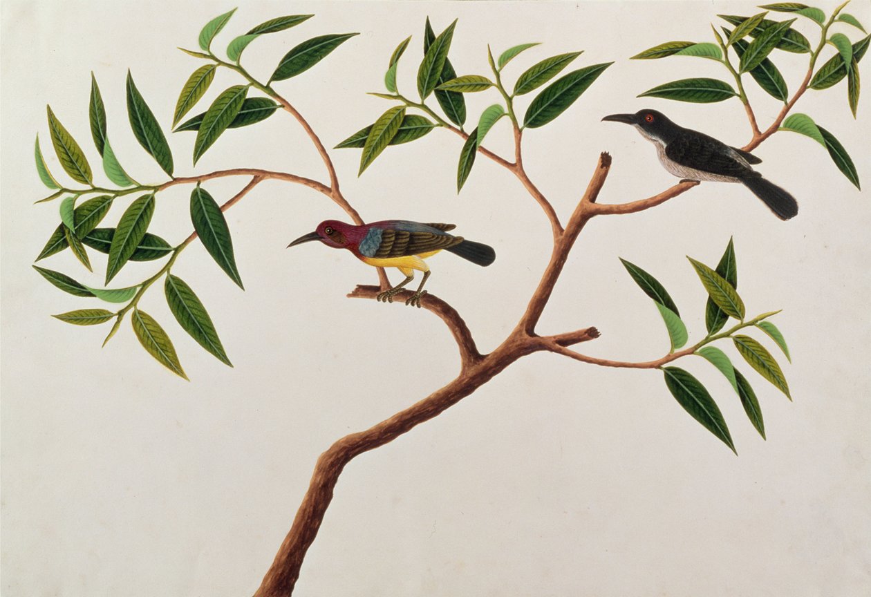 Humming Bird, Boorong cherichap, from Drawings of Birds from Malacca, c.1805-18 by Chinese School