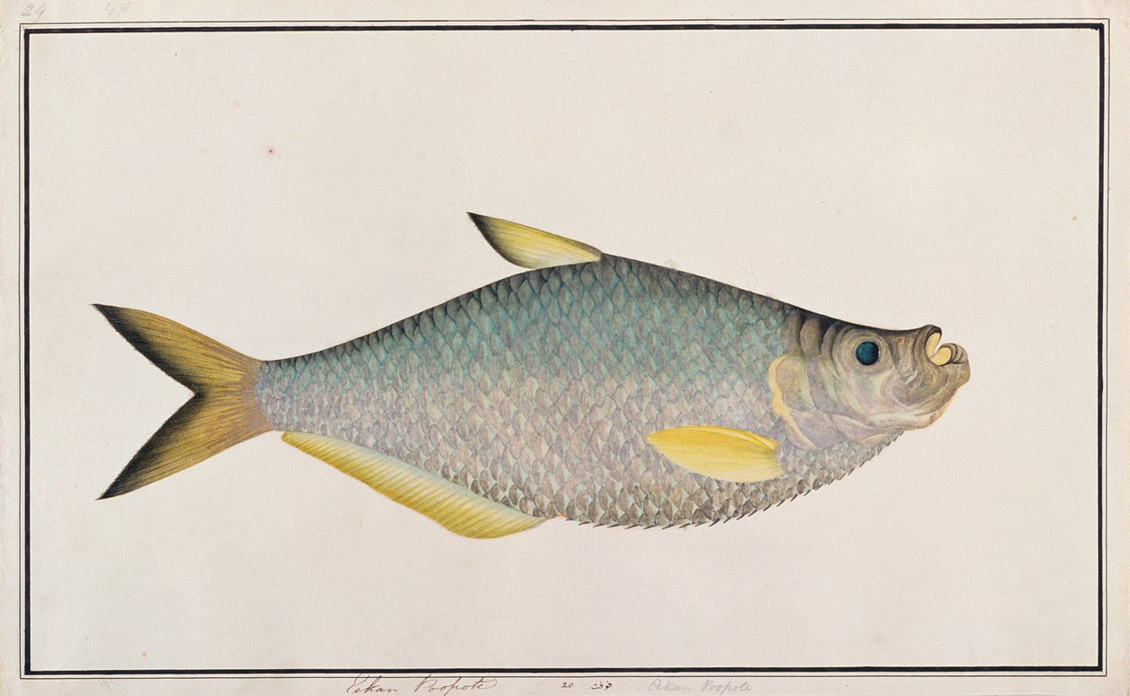 Ilisha, from Drawings of Fishes from Malacca, c.1805-18
