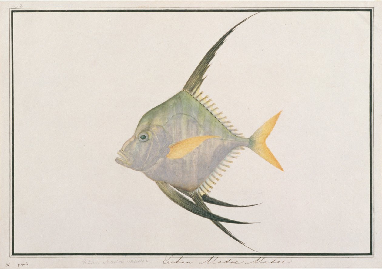 Indian Threadfish, from Drawings of Fishes from Malacca, c.1805-18