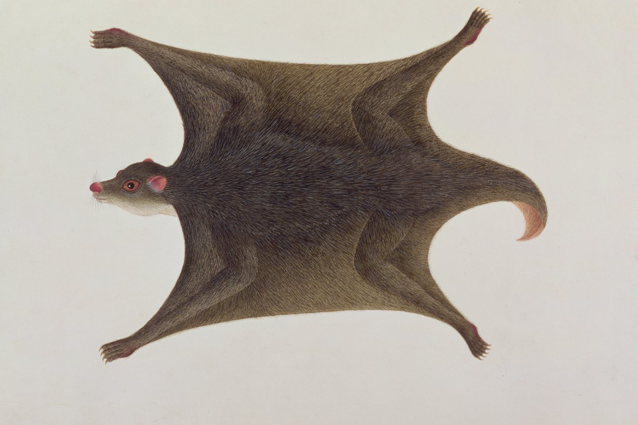 Koolong (Malay) Lemur, Macanee, from Drawings of Animals, Insects and Reptiles of Malacca, c.1805-18 by Chinese School