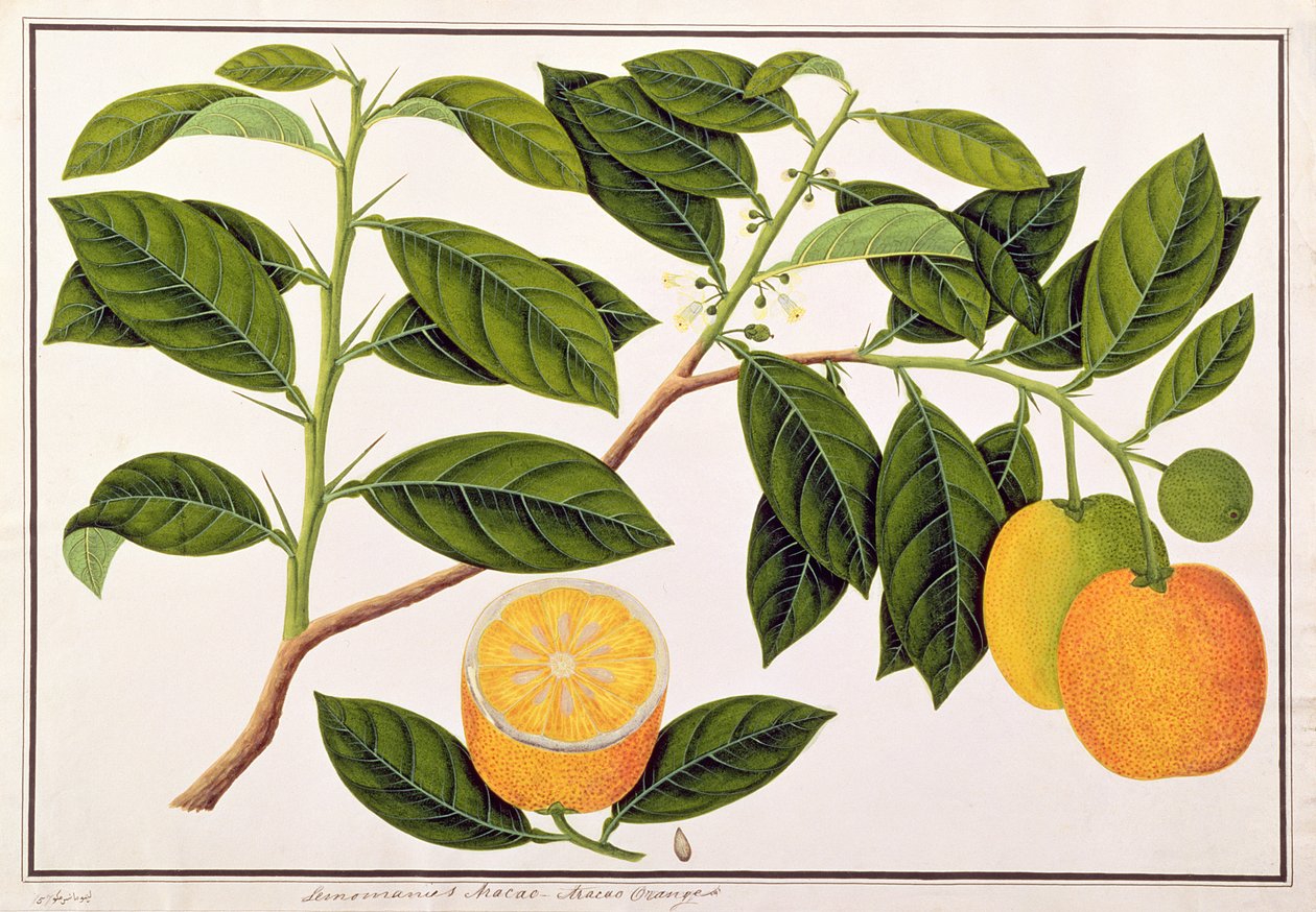 Lemomanies Macao-Macao Oranges, from Drawings of Plants from Malacca, c.1805-18 by Chinese School