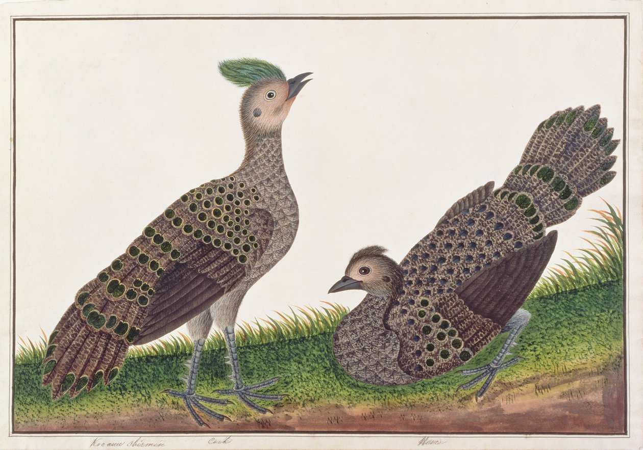 Malayan Peacock-pheasants, from Drawings of Birds from Malacca, c.1805-18 by Chinese School