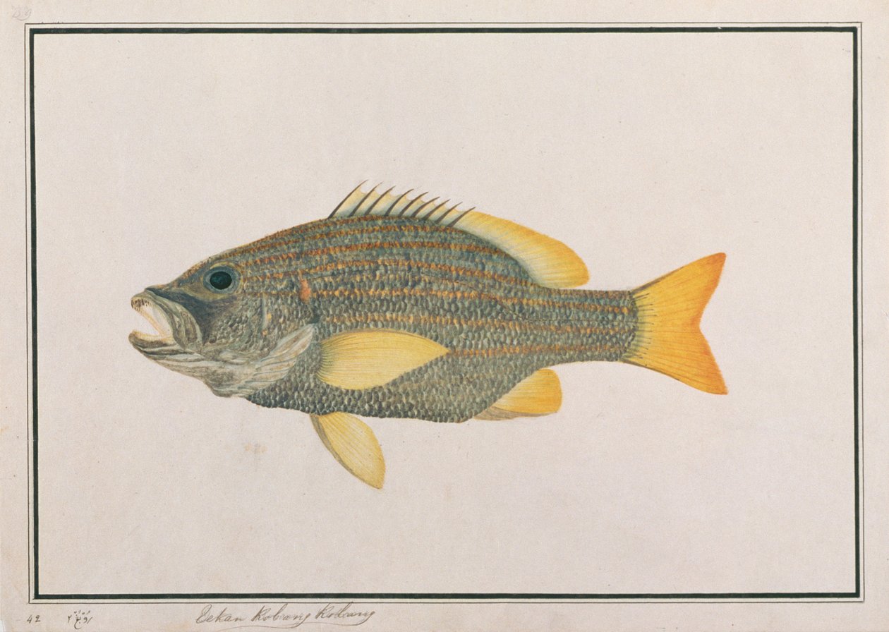Spanish Flag Snapper, from Drawings of Fishes from Malacca, c.1805-18 by Chinese School