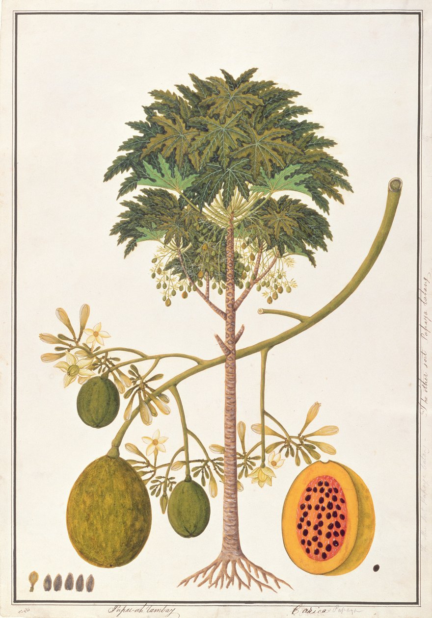 Dapai-ah Tambay or Carica, from Drawings of Plants from Malacca, c.1805-18 by Chinese School