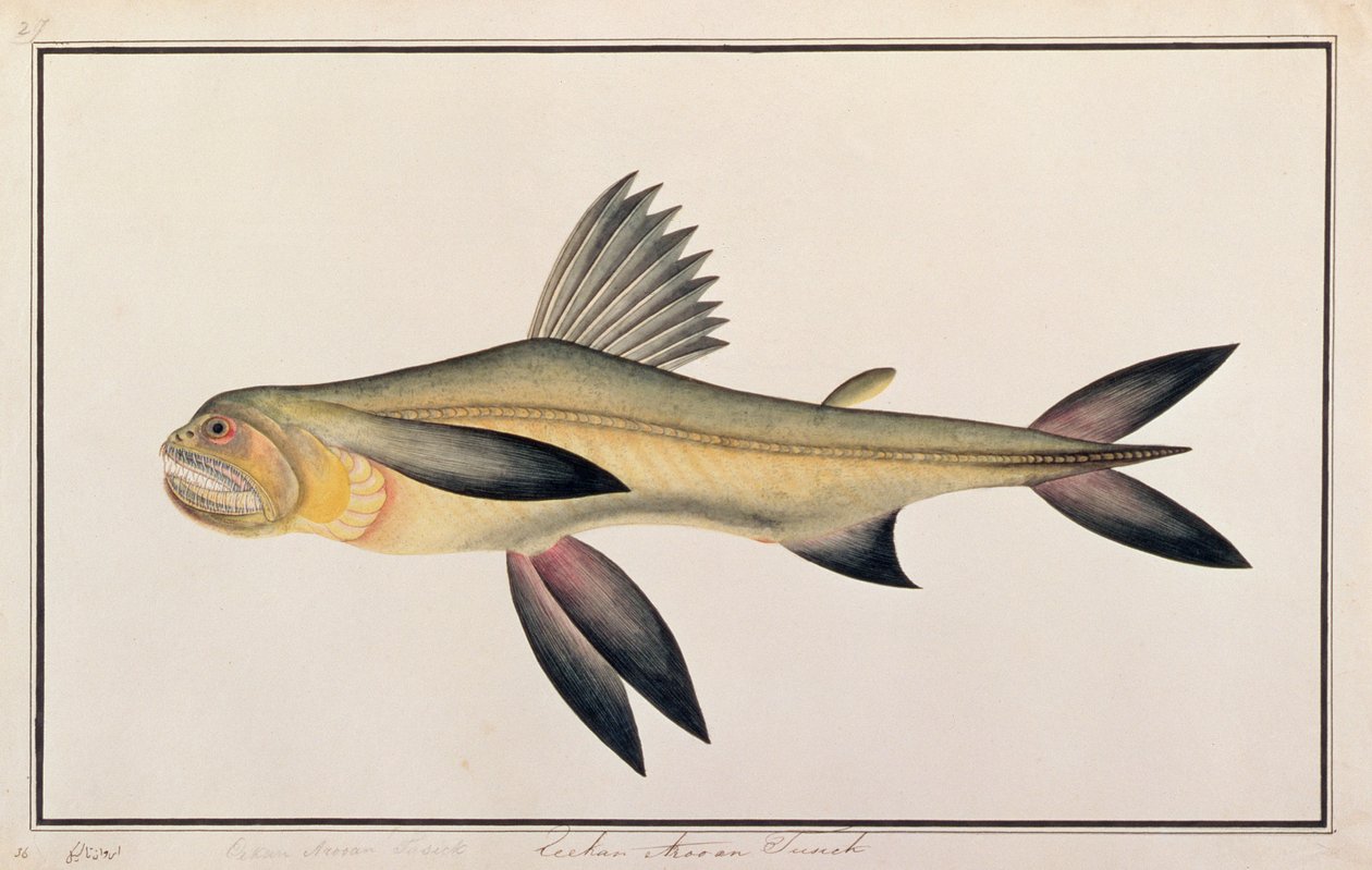 Bombay Duck, from Drawings of Fishes from Malacca, c.1805-18 by Chinese School