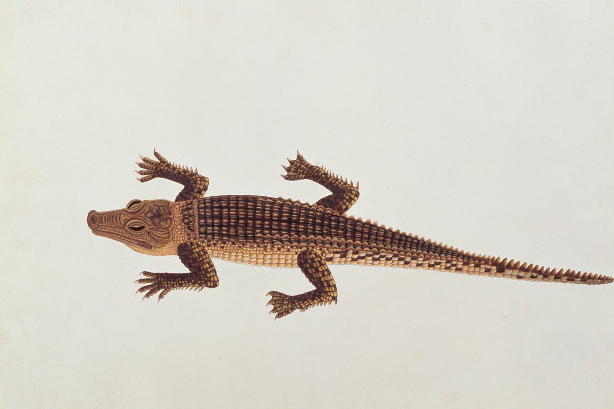 Boo-ay-ah Alligator, from Drawings of Animals, Insects and Reptiles from Malacca by Chinese School