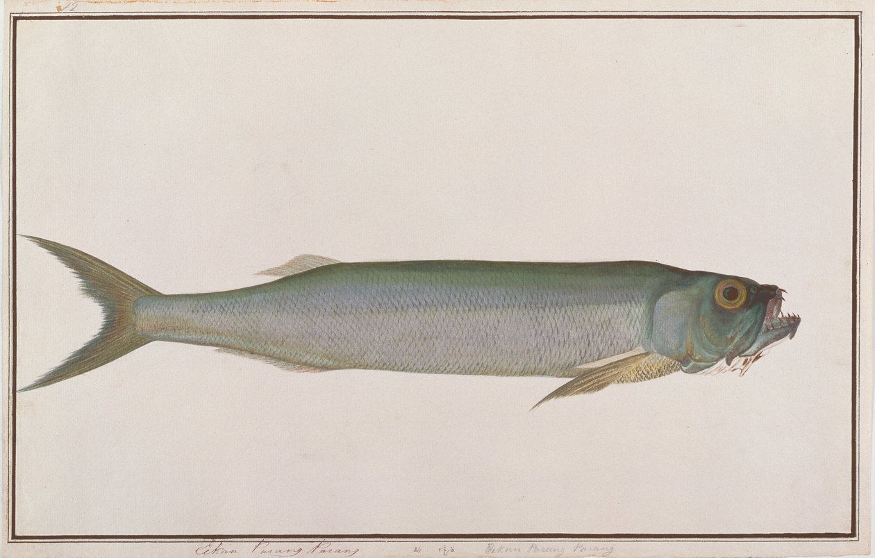 Dorab Wolf-herring, from Drawings of Fishes from Malacca, c.1805-18 by Chinese School