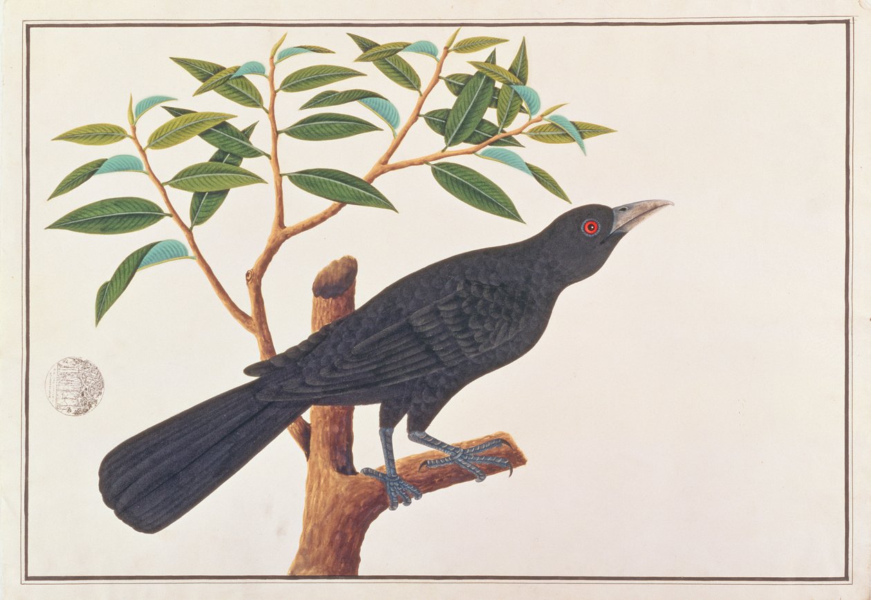 Koel, from Drawings of Birds from Malacca, c.1805-18 by Chinese School