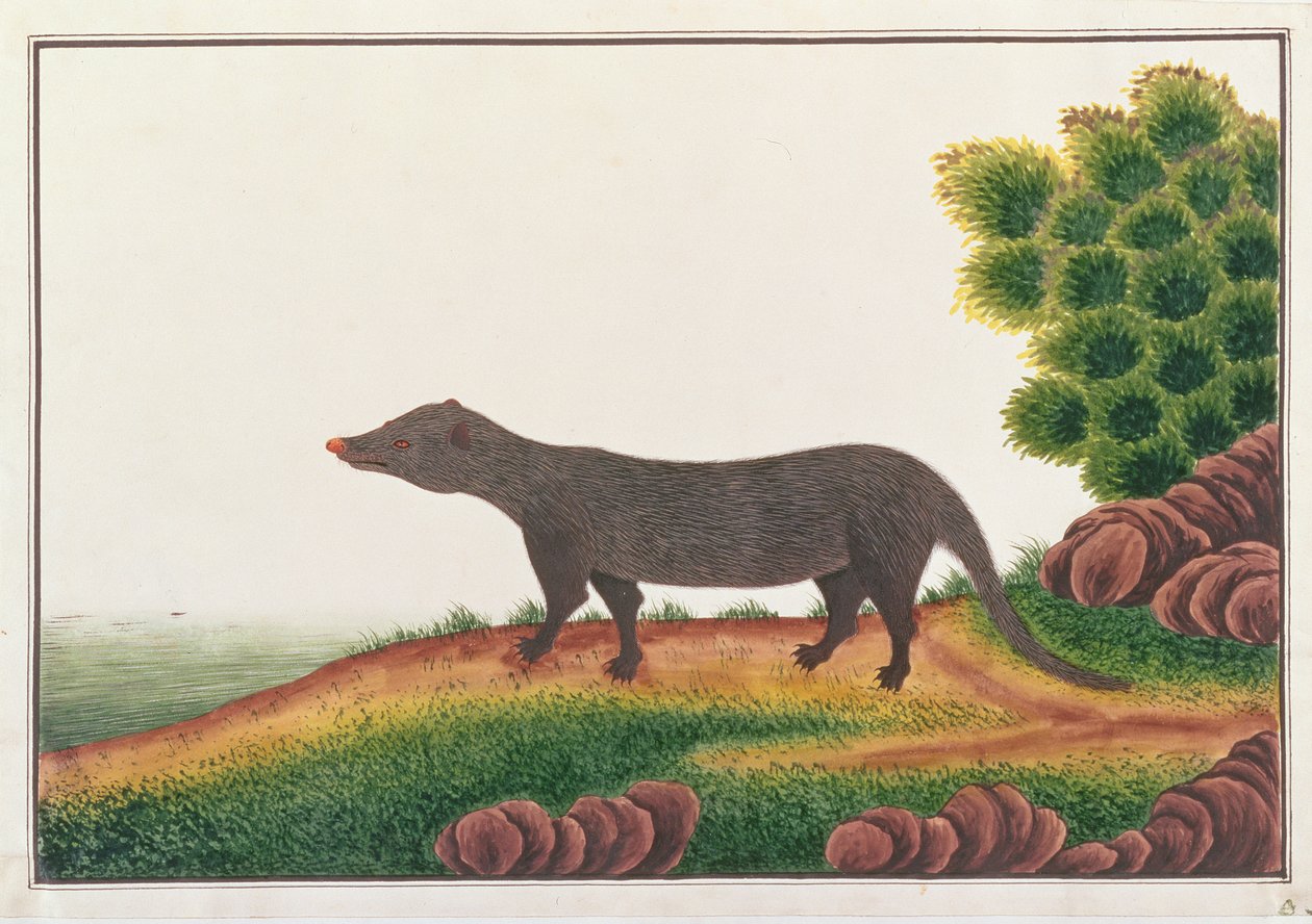 Mongoose, from Drawings of Animals, Insects and Reptiles from Malacca by Chinese School