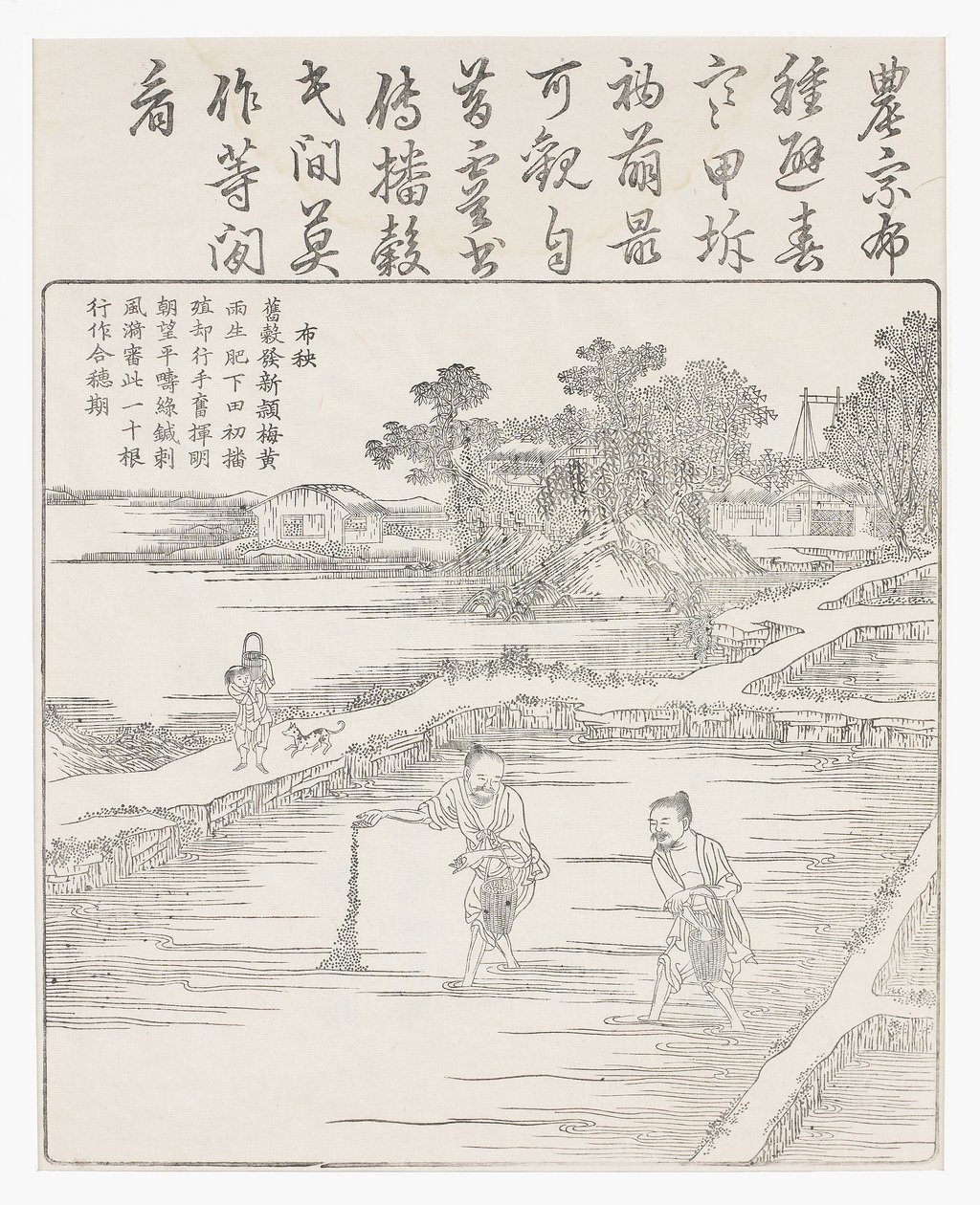 Sowing the rice in a seed bed, 18th century