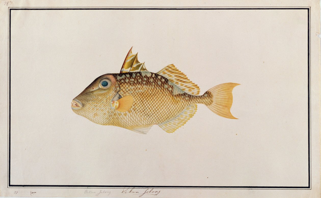 Starry Triggerfish, from Drawings of Fishes from Malacca, c.1805-18 by Chinese School