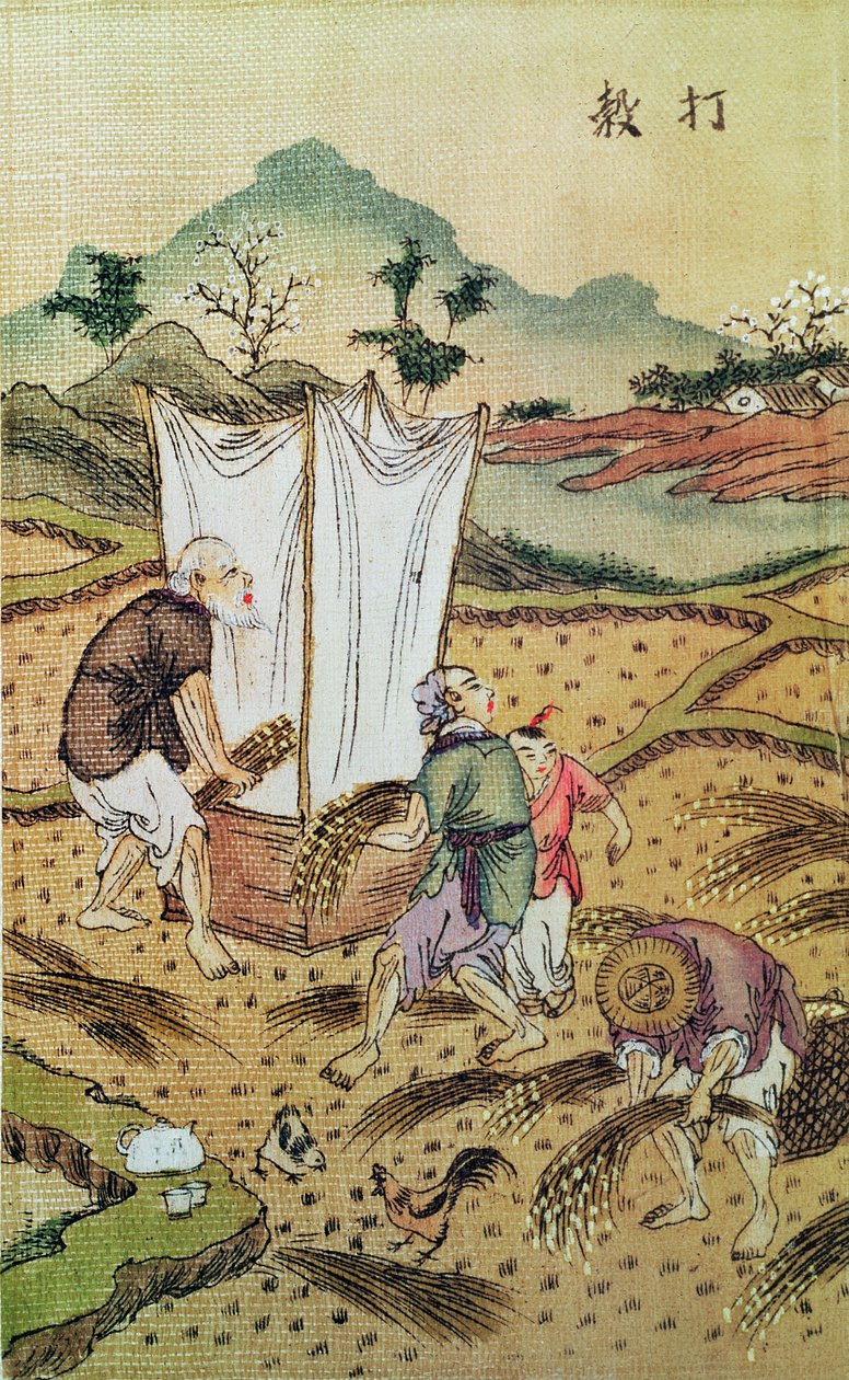 The Story of Rice by Chinese School: Buy fine art print