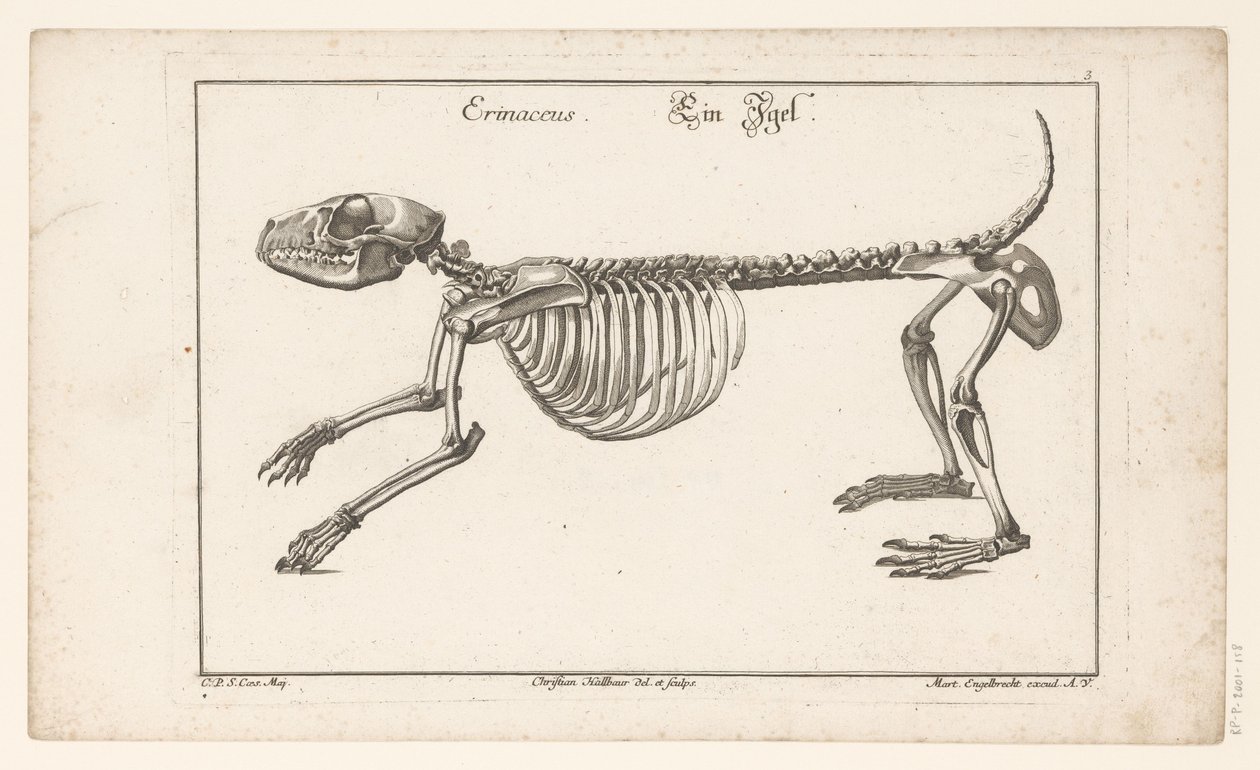 Skeleton of a Hedgehog (Different Skeletons or Bone-Bodies) by Christian Hallbaur