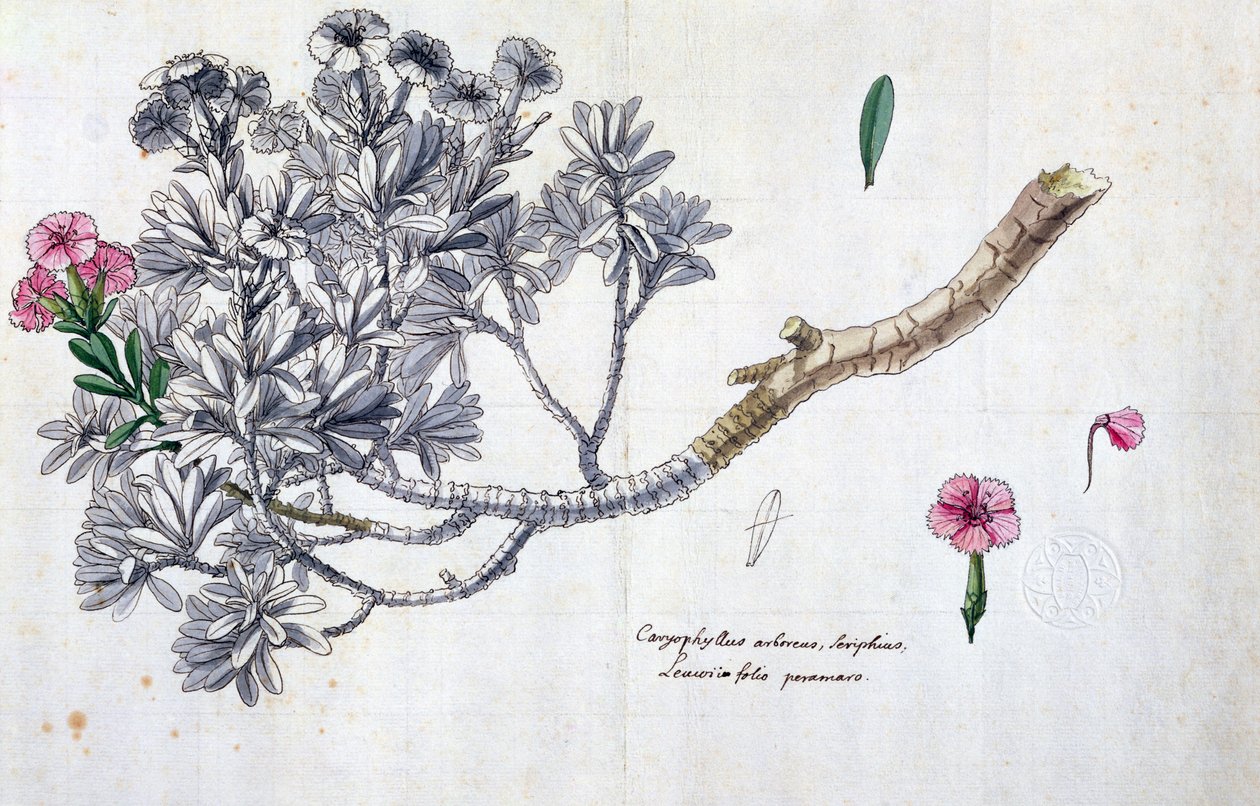 Caryophyllus Arboreus and Seriphius, from a work by Joseph Pitton de Tournefort by Claude Aubriet