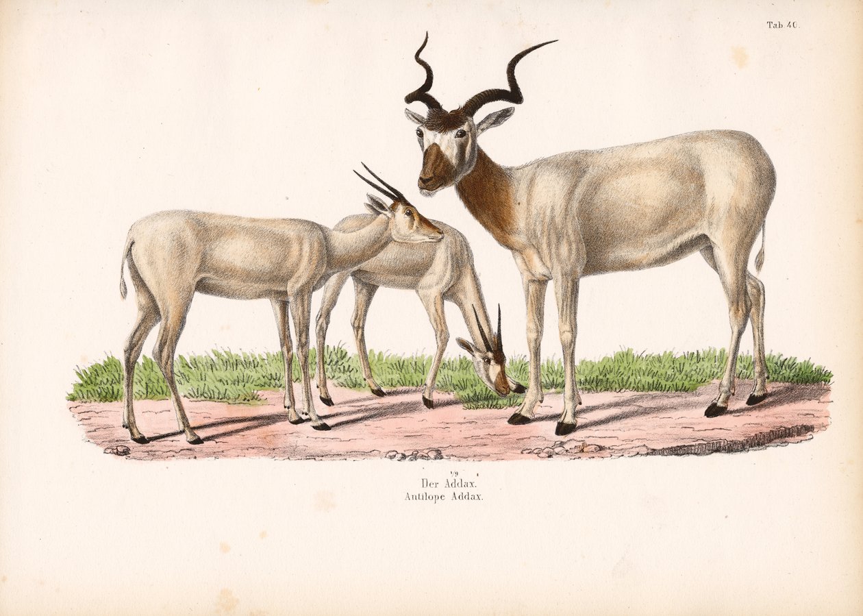 Addax Antelope with Young by Conrad Kull