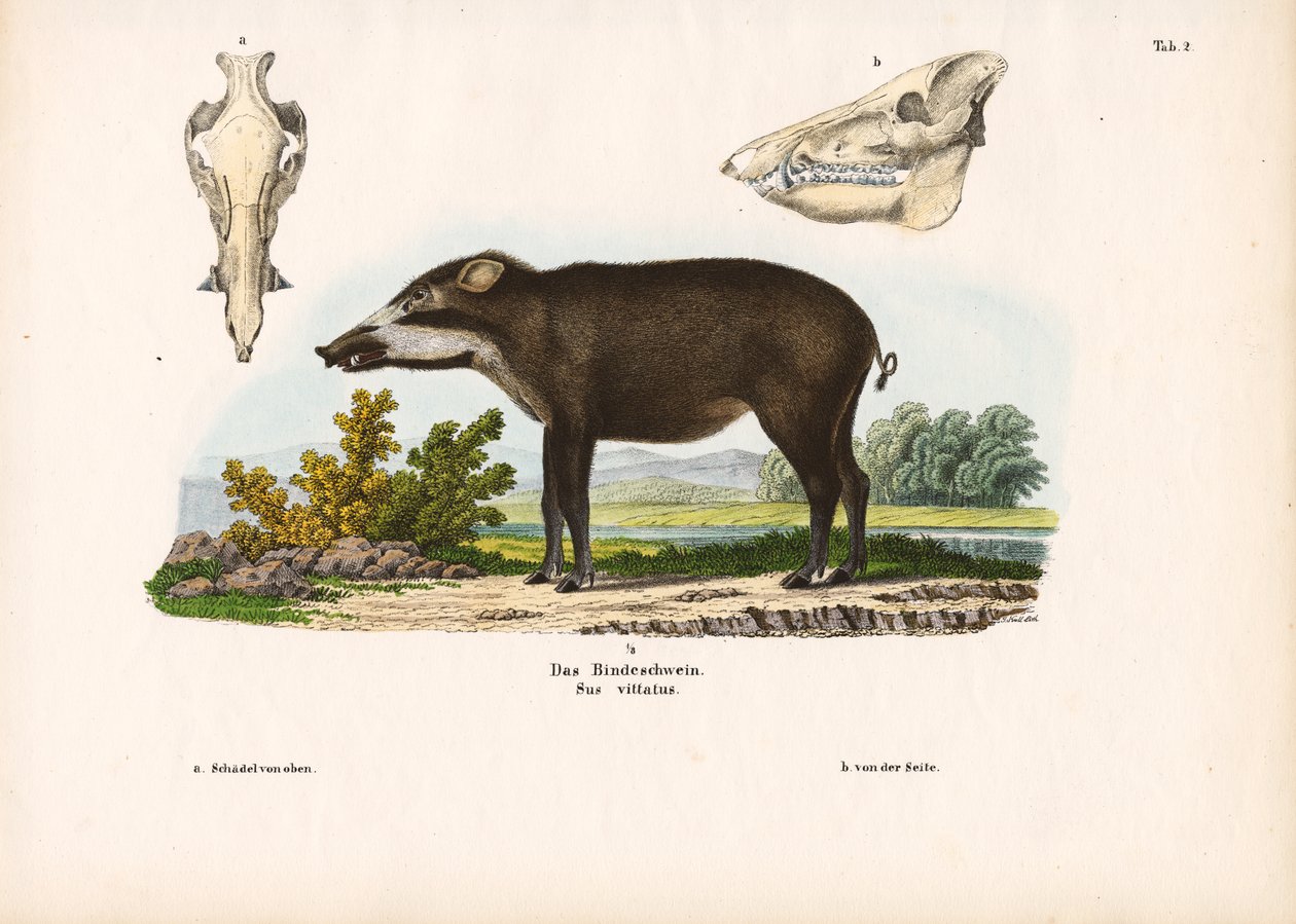 Banded Pig with Anatomical Details by Conrad Kull