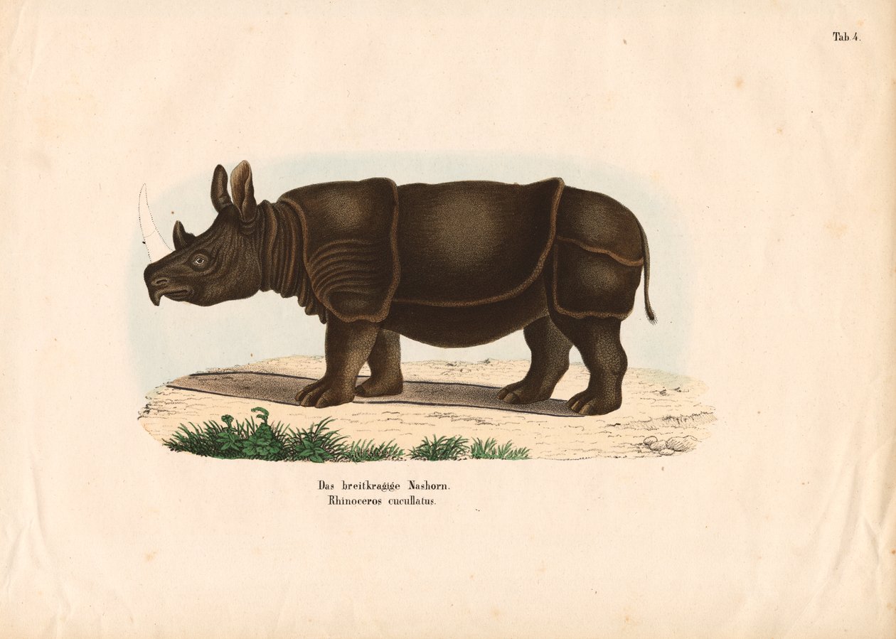 Black Rhinoceros by Conrad Kull