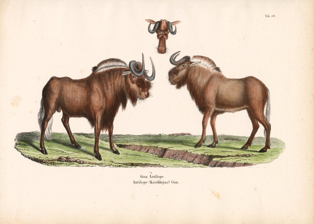 Black Wildebeest with Head Detail by Conrad Kull