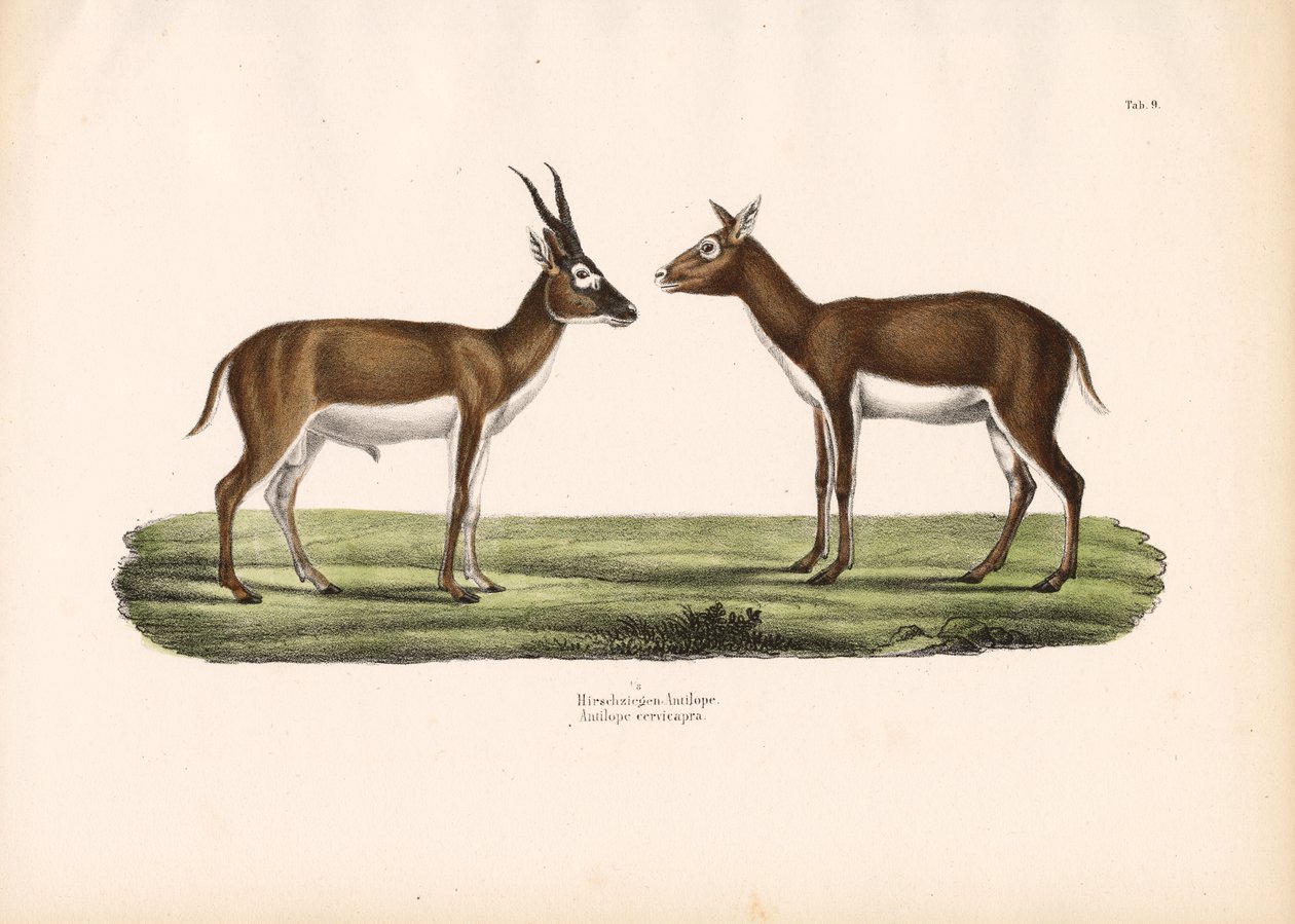 Blackbuck Antelopes by Conrad Kull
