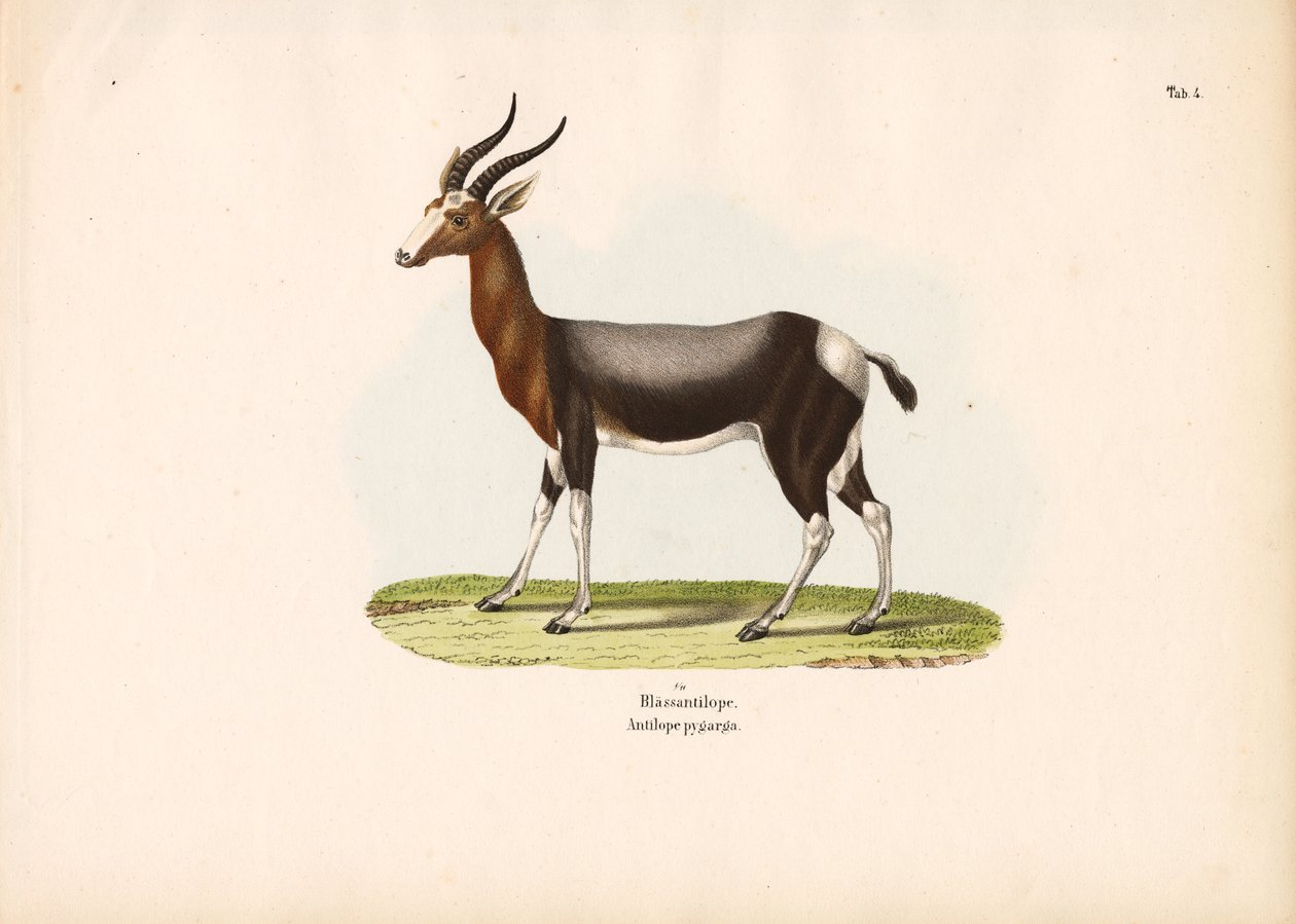 Bontebok by Conrad Kull