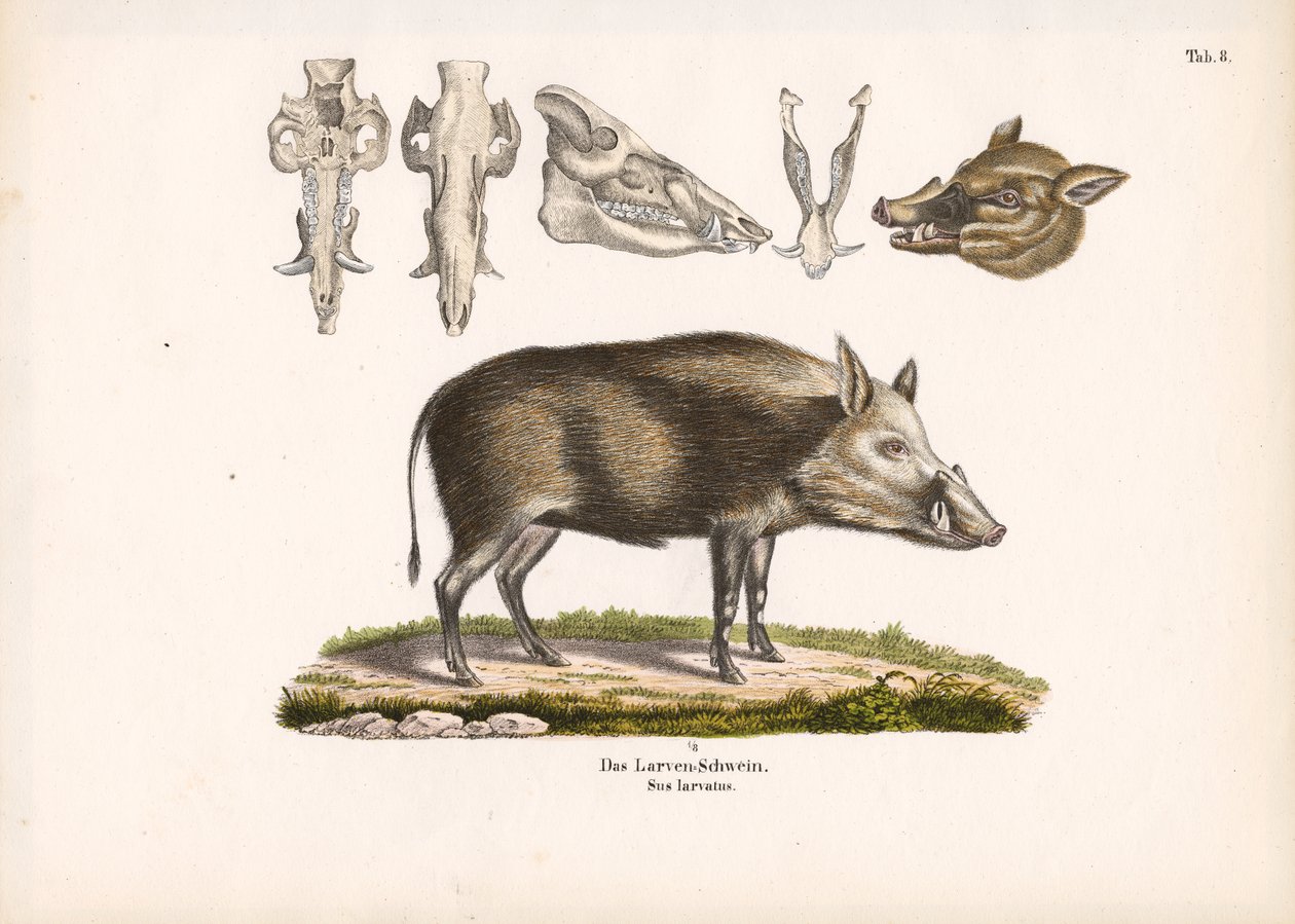 Bushpig with Skull Views by Conrad Kull