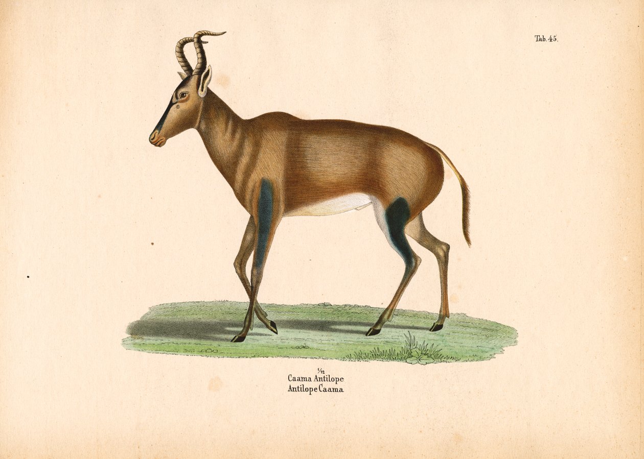 Caama Antelope by Conrad Kull