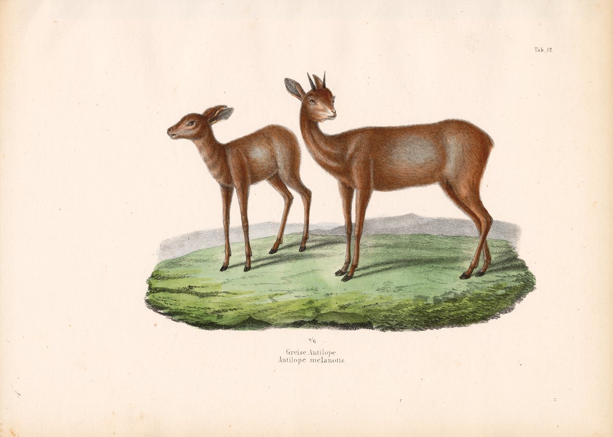 Cape Grysbok by Conrad Kull