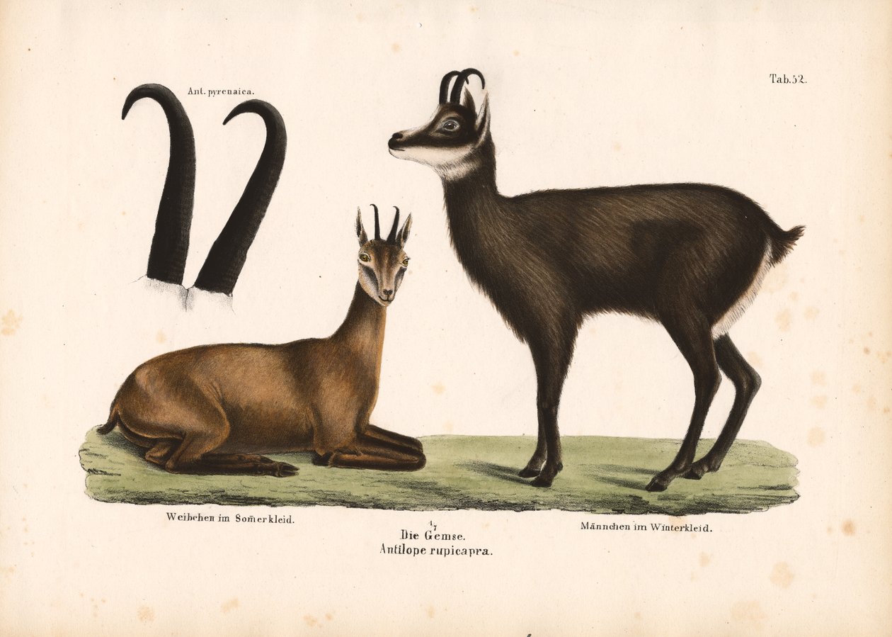 Chamois in Summer and Winter Coat by Conrad Kull