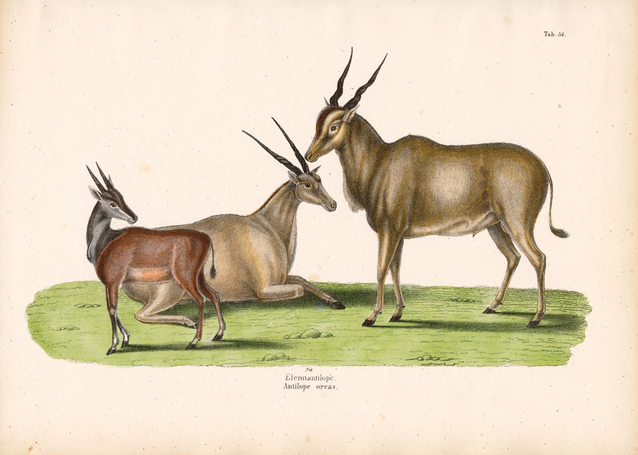 Common Eland by Conrad Kull
