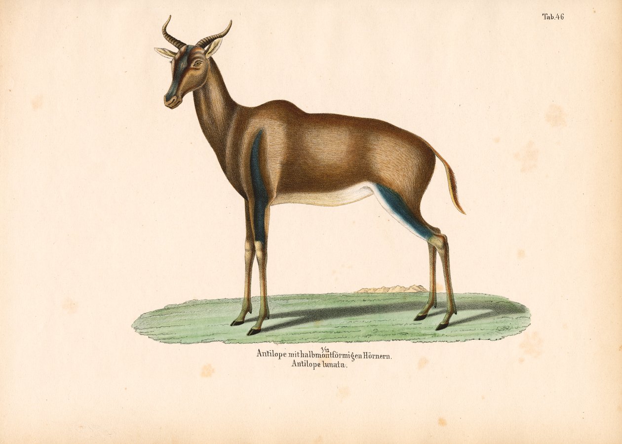 Crescent-horned Antelope or Topi by Conrad Kull
