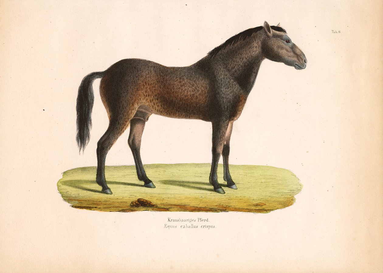 Curly-Haired Horse by Conrad Kull