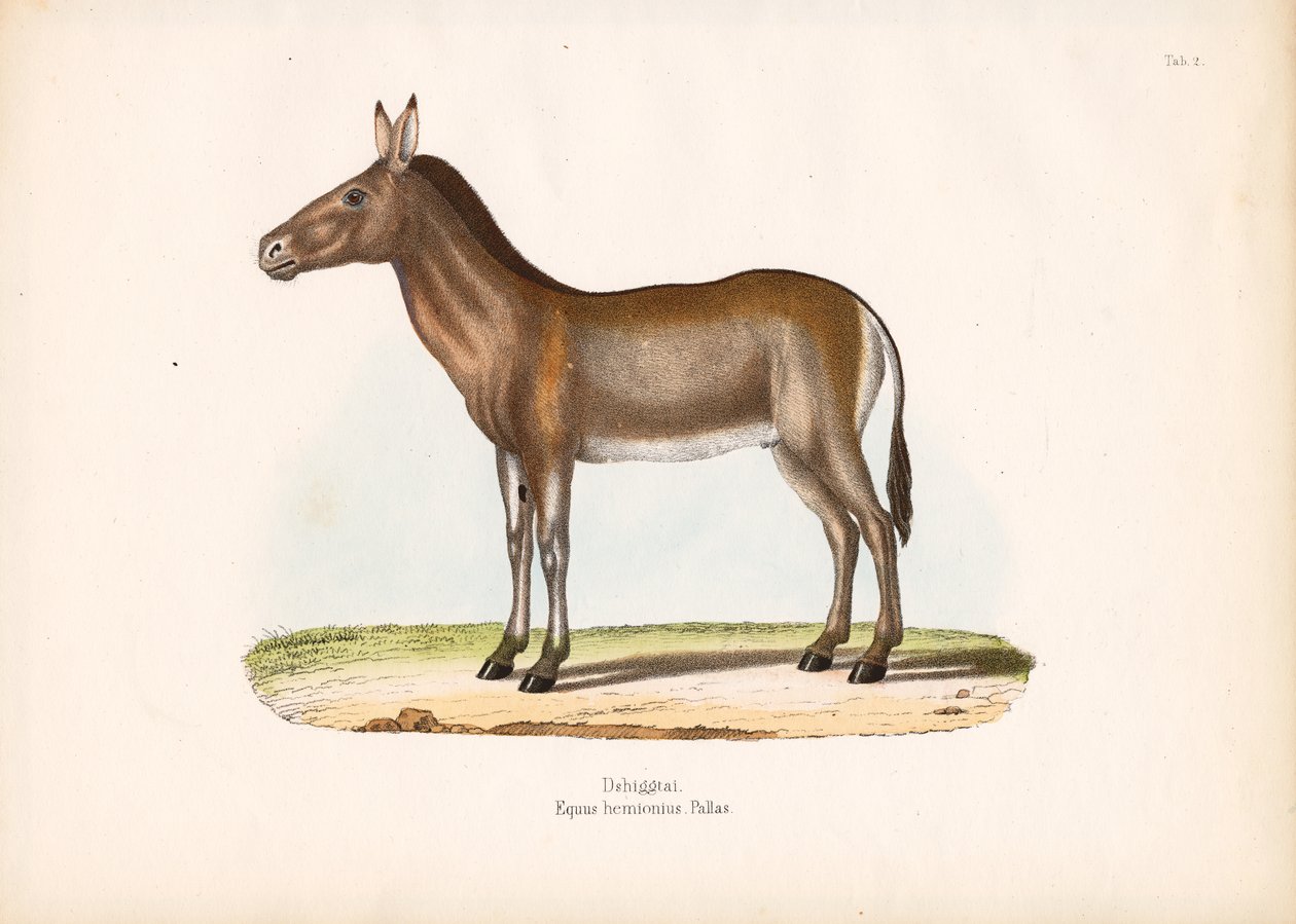 Dziggetai or Mongolian Wild Ass by Conrad Kull