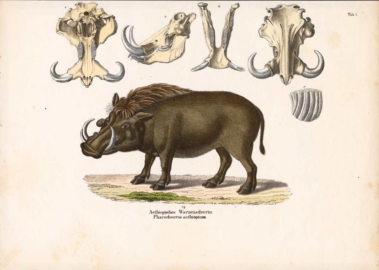 Ethiopian Warthog with Skull Anatomy by Conrad Kull