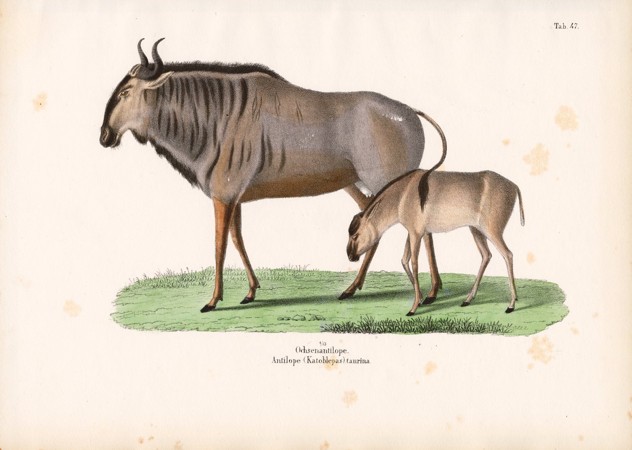 Hartebeest with Calf by Conrad Kull