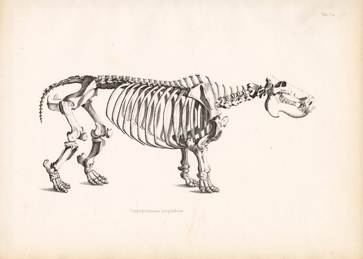 Hippopotamus Skeletal Anatomy by Conrad Kull