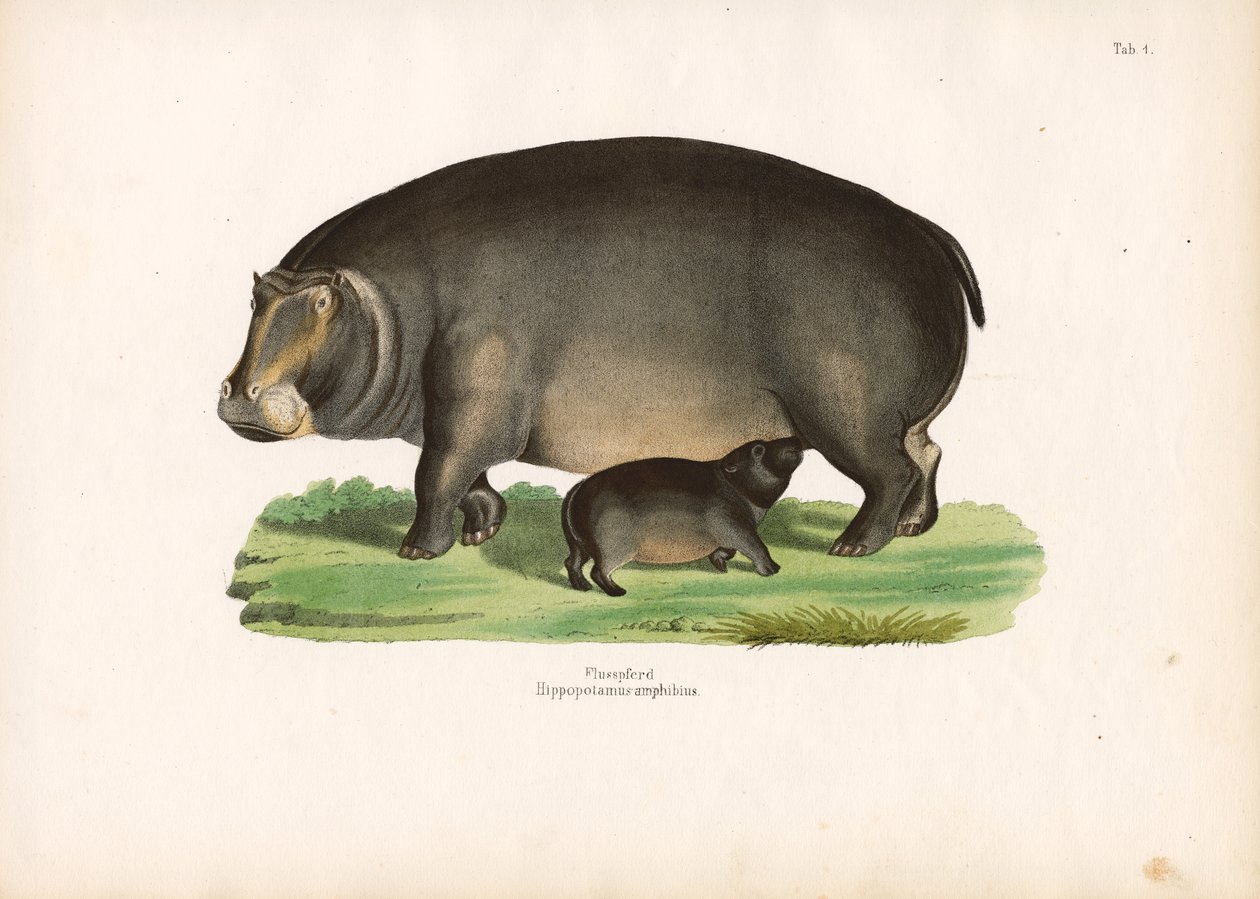 Hippopotamus with Calf by Conrad Kull