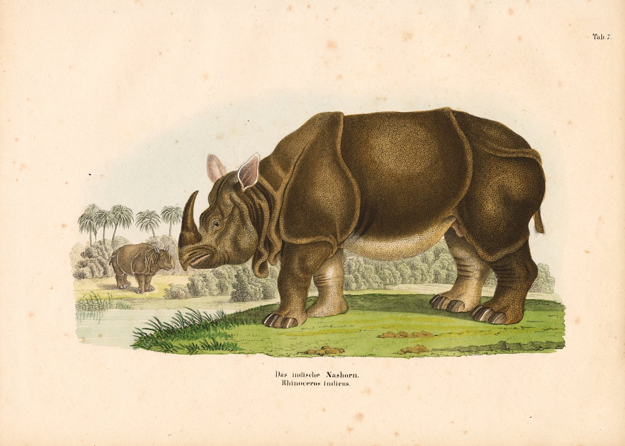 Indian Rhinoceros by Conrad Kull