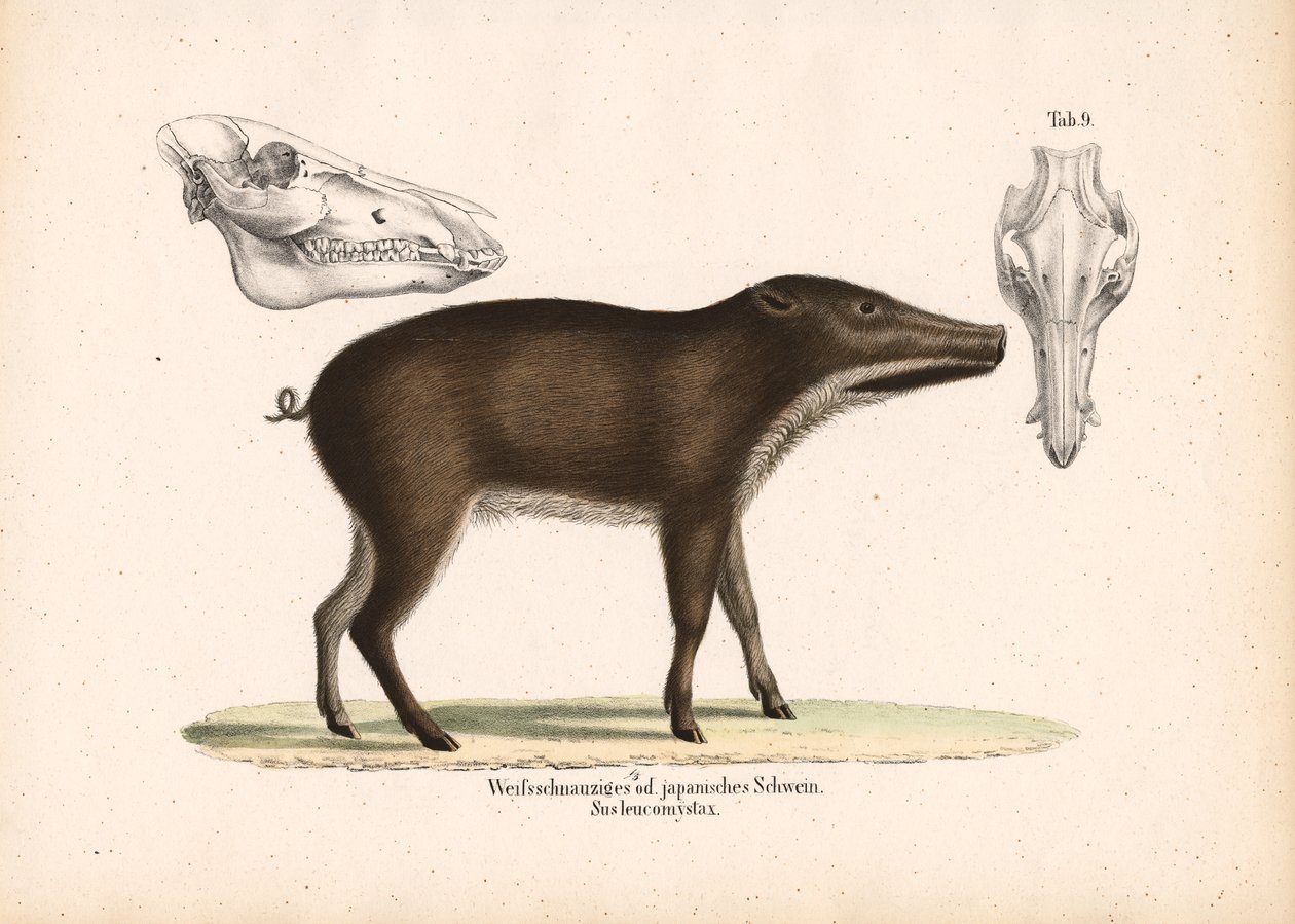 Japanese Wild Boar with Skull Views by Conrad Kull
