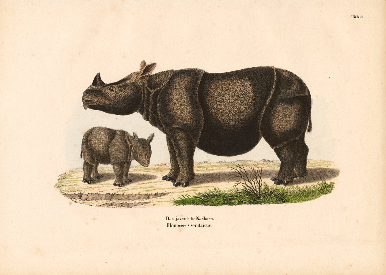 Javan Rhinoceros with Calf by Conrad Kull