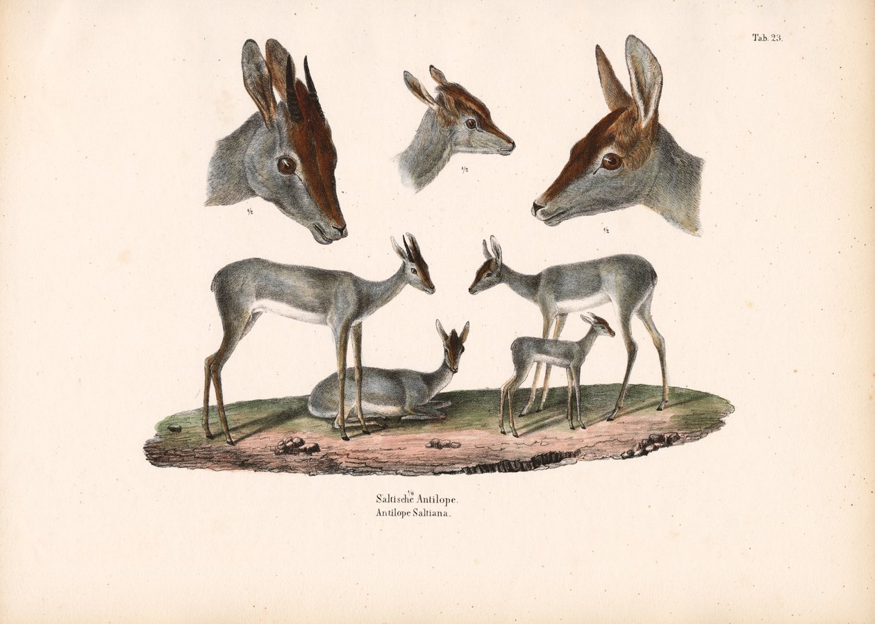 Klipspringer with Portrait Studies by Conrad Kull