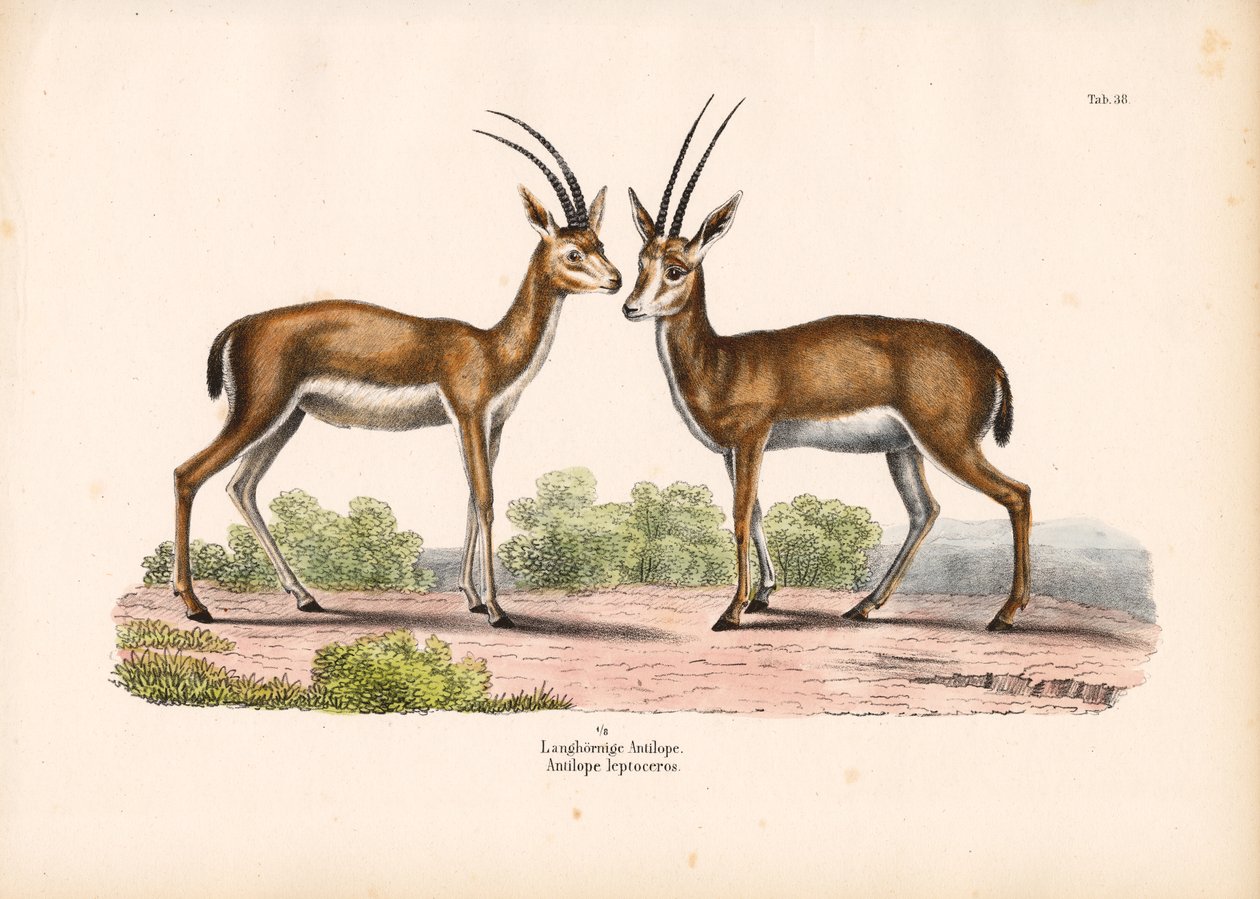 Long-horned Antelope in Savanna Landscape by Conrad Kull