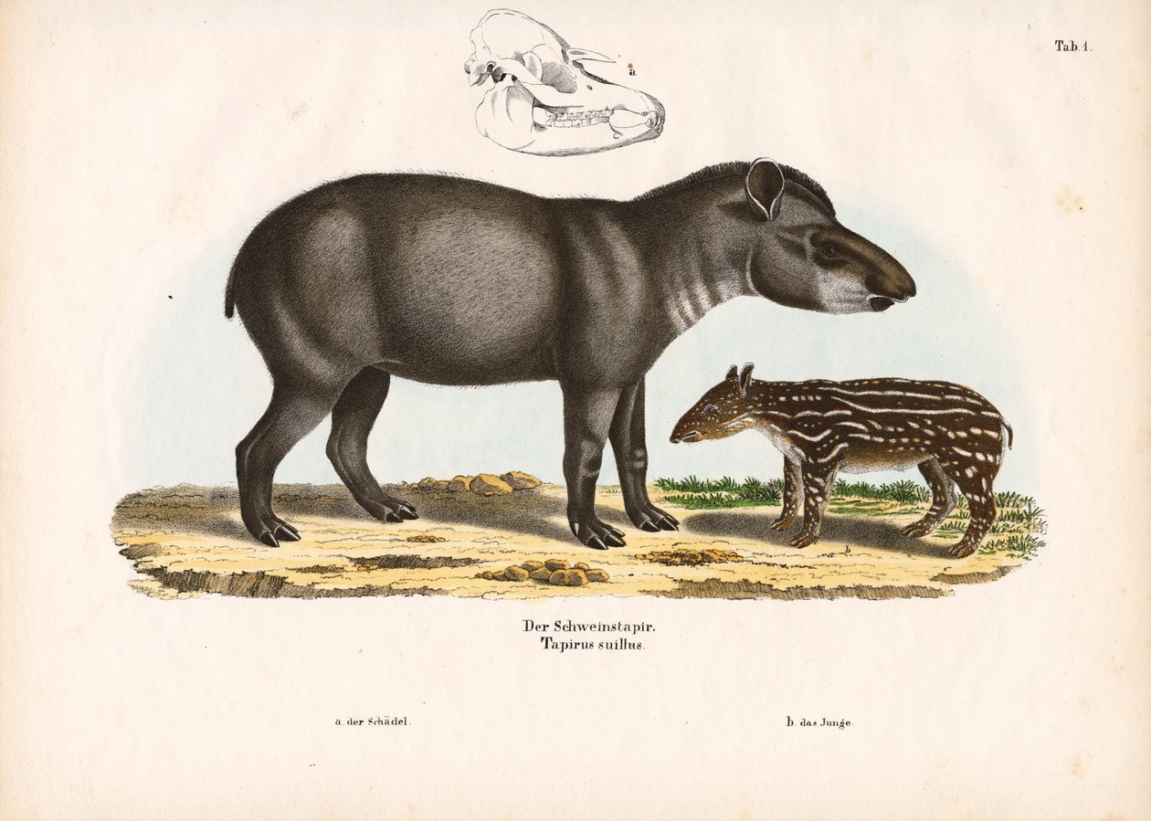 Lowland Tapir with Juvenile by Conrad Kull