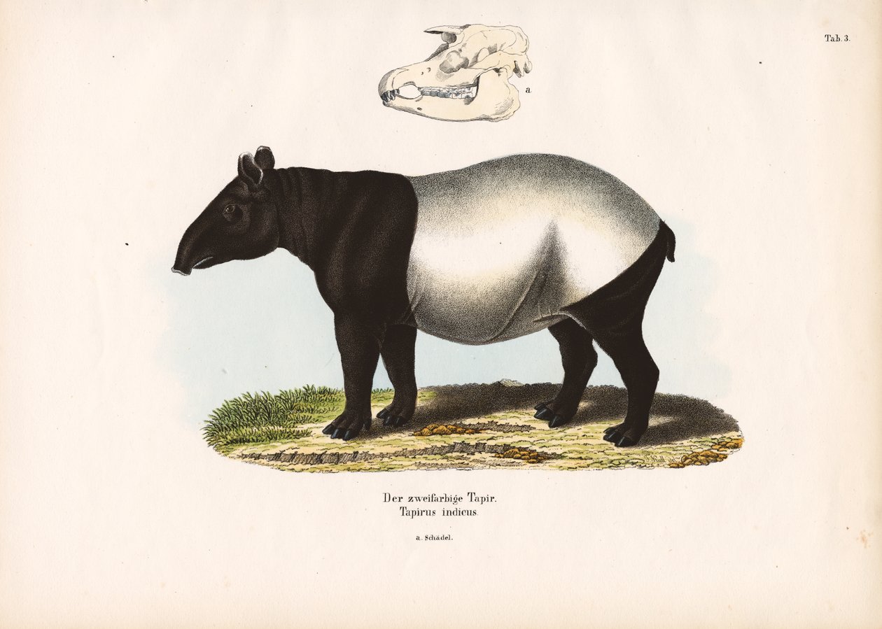 Malayan Tapir by Conrad Kull
